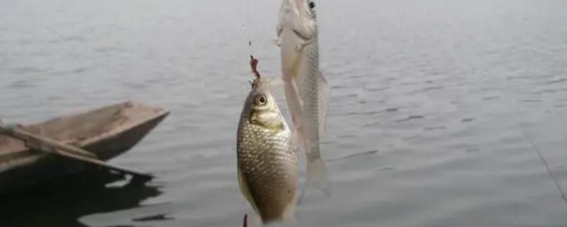 7月份钓鲫鱼用什么饵料