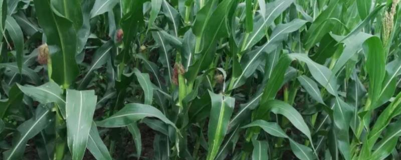 吉农大6018玉米种子介绍