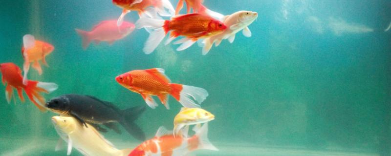 新鱼入缸第二天能否换水
