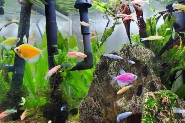 新鱼入缸第二天能否换水，需要时间适应、通常不能更换