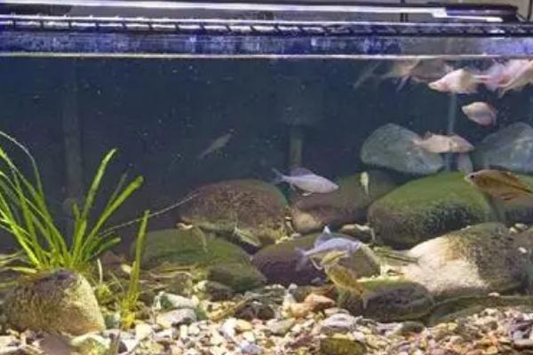 新鱼入缸第二天能否换水，需要时间适应、通常不能更换