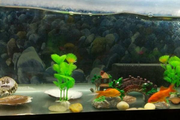 新鱼入缸第二天能否换水，需要时间适应、通常不能更换