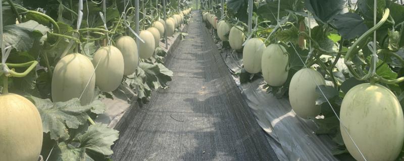 白兰瓜常见病害怎么防治