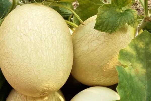 白兰瓜常见病害怎么防治，炭疽病、叶枯病和花叶病的防治方法各不相同