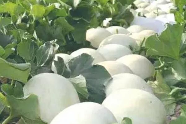 白兰瓜常见病害怎么防治，炭疽病、叶枯病和花叶病的防治方法各不相同