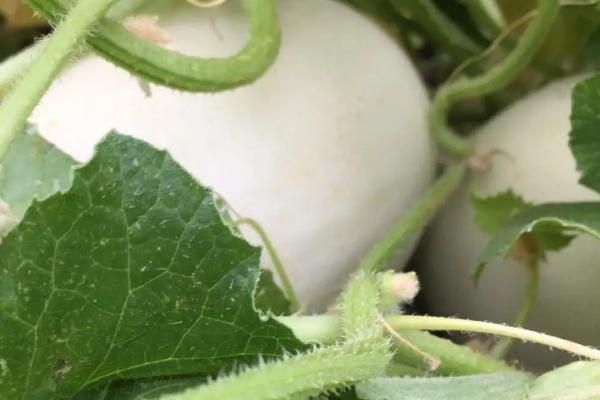 白兰瓜常见病害怎么防治，炭疽病、叶枯病和花叶病的防治方法各不相同