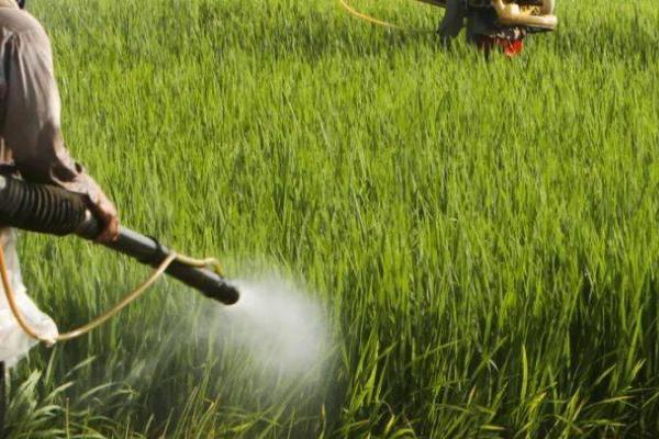 芸苔素内酯的作用，有利于苗期促根、生殖期促实等