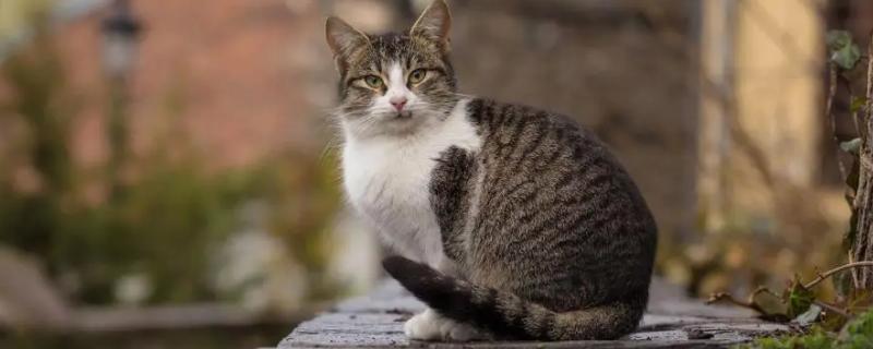 猫肠梗阻的症状