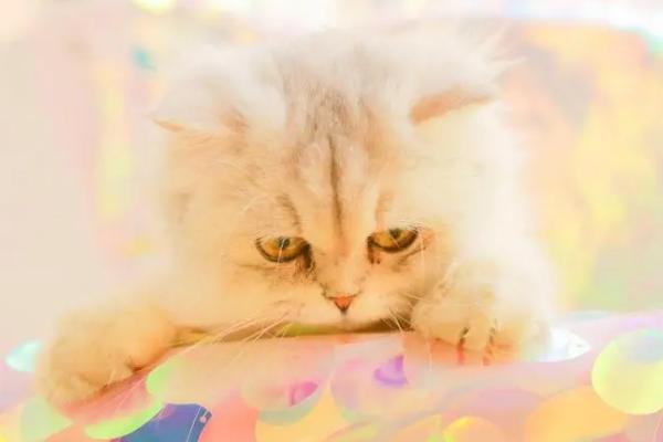 猫肠梗阻的症状，早期会有持续性呕吐及触摸腹部敏感