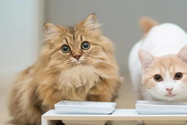 猫肠梗阻的症状，早期会有持续性呕吐及触摸腹部敏感