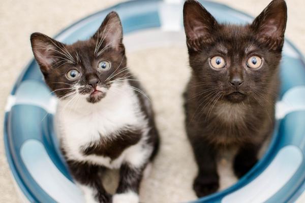 猫肠梗阻的症状，早期会有持续性呕吐及触摸腹部敏感