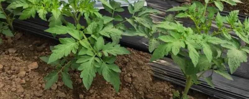 番茄苗期管理要点