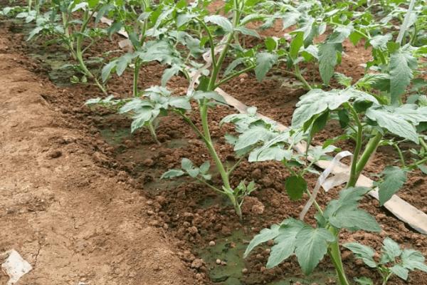 番茄苗期管理要点，夏季和秋季要进行遮阳与降温