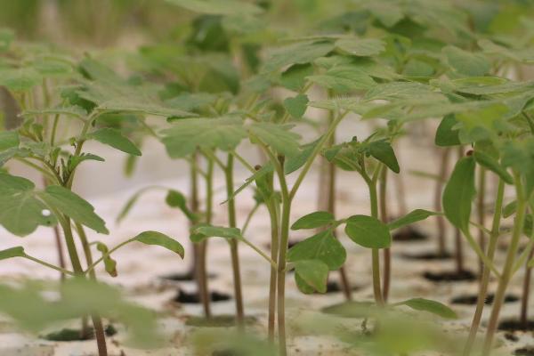 番茄苗期管理要点，夏季和秋季要进行遮阳与降温