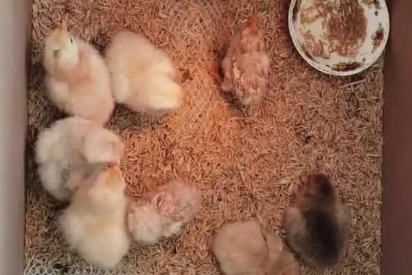 小鸡仔怕冷吗，需提前装好保温设备以防冻伤