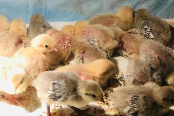 小鸡仔怕冷吗，需提前装好保温设备以防冻伤