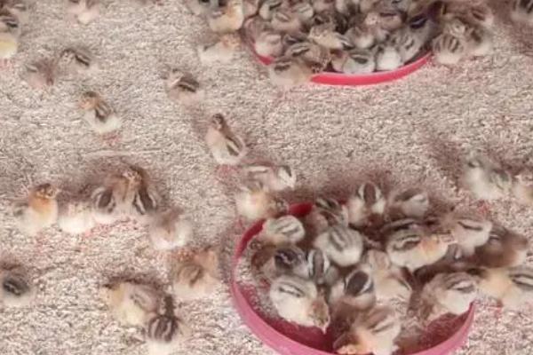 小鸡仔怕冷吗，需提前装好保温设备以防冻伤