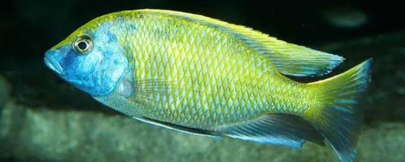 维纳斯鱼好不好养