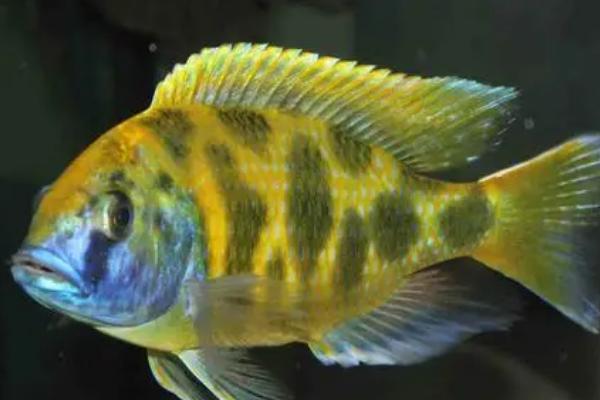 维纳斯鱼好不好养，适应能力强容易饲养