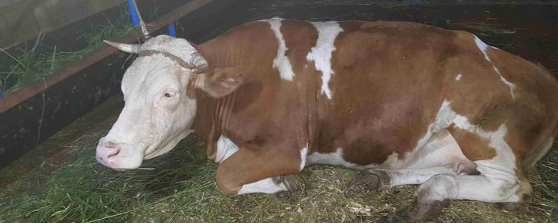 牛要下崽前的征兆