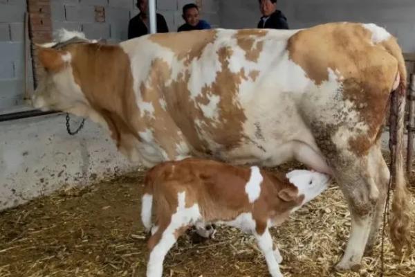 牛要下崽前的征兆,会出现躁动不安、水门肿大等