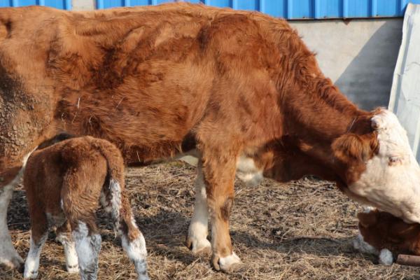 牛要下崽前的征兆,会出现躁动不安、水门肿大等