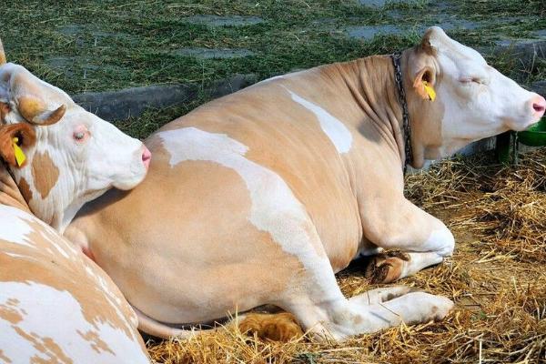 牛要下崽前的征兆,会出现躁动不安、水门肿大等