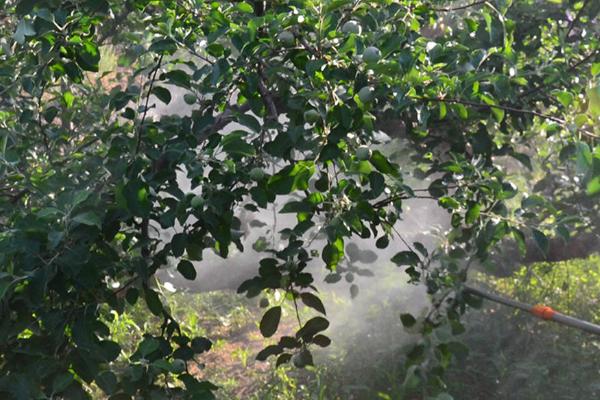 三乙膦酸铝的防治对象，防治甜瓜霜霉病、黄瓜霜霉病等效果好