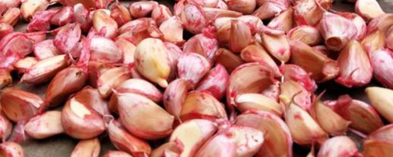 大蒜拌种有什么益处