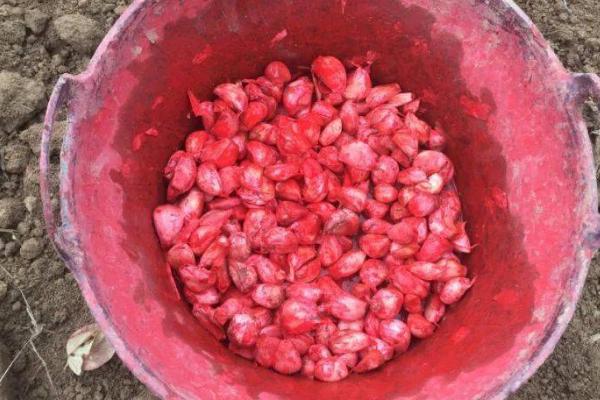 大蒜拌种有什么益处,可防治地下害虫