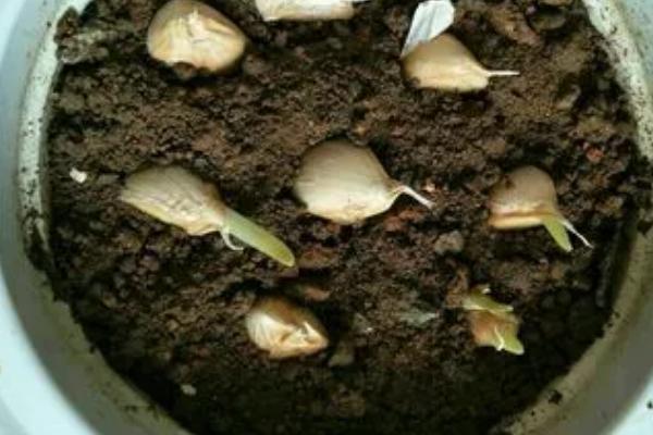 大蒜拌种有什么益处,可防治地下害虫