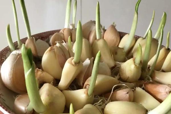 大蒜拌种有什么益处,可防治地下害虫