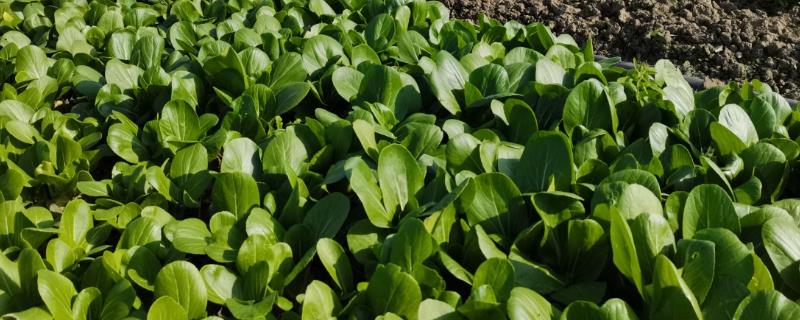 冬季露地蔬菜的施肥特点