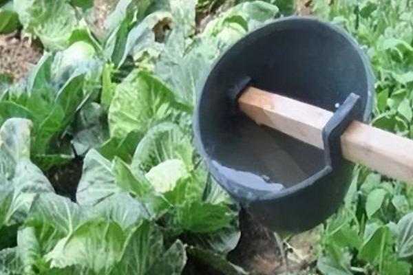 冬季露地蔬菜的施肥特点,施肥量大且施肥次数多等