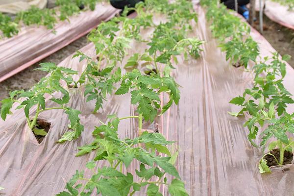 冬季露地蔬菜的施肥特点,施肥量大且施肥次数多等