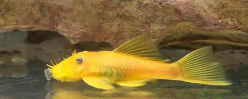 黄金大胡子的适养密度