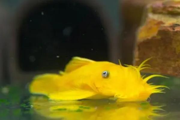 黄金大胡子的适养密度，主要取决于鱼缸规格等因素