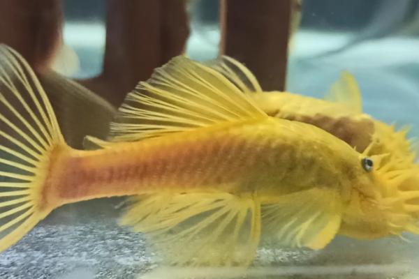 黄金大胡子的适养密度，主要取决于鱼缸规格等因素