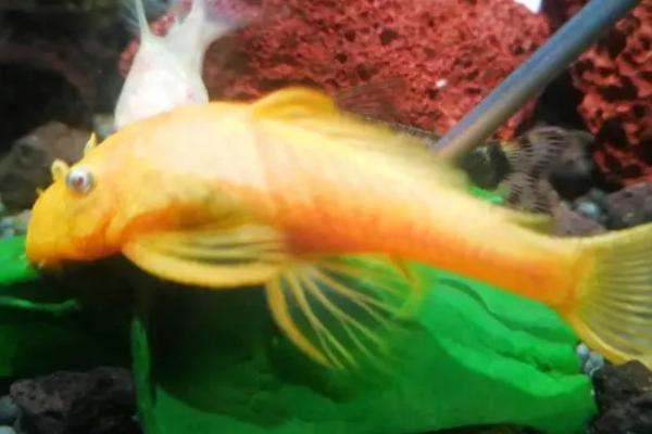 黄金大胡子的适养密度，主要取决于鱼缸规格等因素