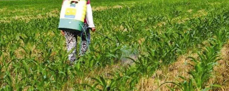 玉米五六个叶子可以打除草剂吗