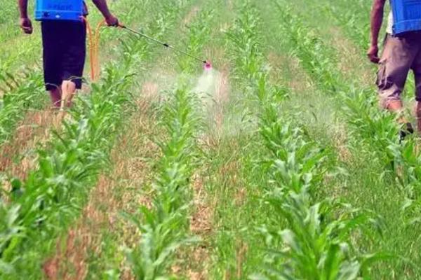 玉米五六个叶子可以打除草剂吗,可以打但需要注意打药时间