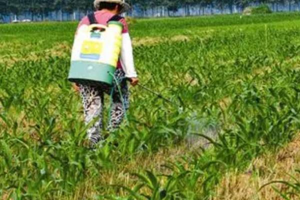 玉米五六个叶子可以打除草剂吗,可以打但需要注意打药时间