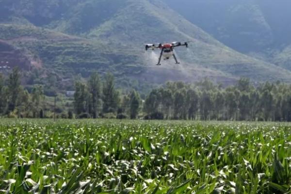 玉米五六个叶子可以打除草剂吗,可以打但需要注意打药时间