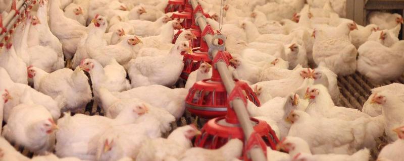 鸡两个月能长多大