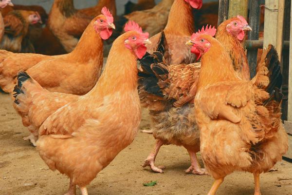 鸡两个月能长多大,一般能长到1.8斤左右