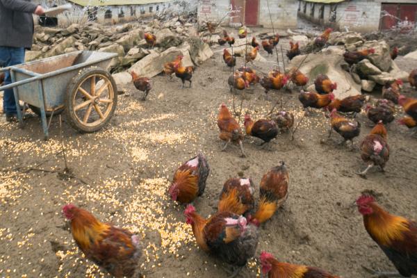 鸡两个月能长多大,一般能长到1.8斤左右