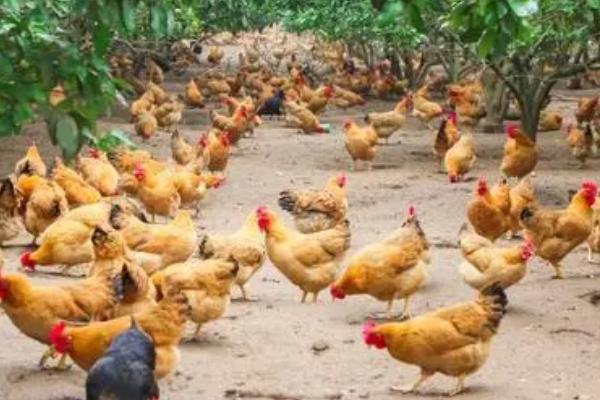 鸡两个月能长多大,一般能长到1.8斤左右