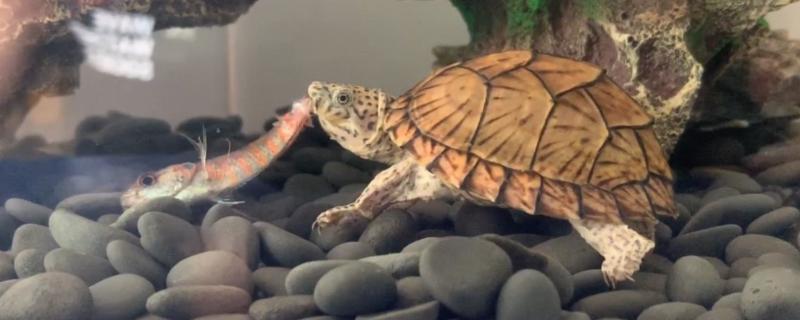 剃刀龟会不会换壳