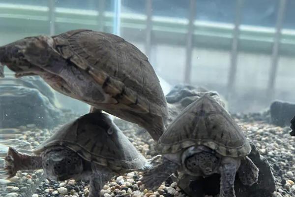 剃刀龟会不会换壳，会随着身体的生长不断换壳