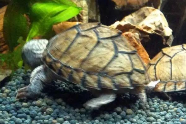 剃刀龟会不会换壳，会随着身体的生长不断换壳